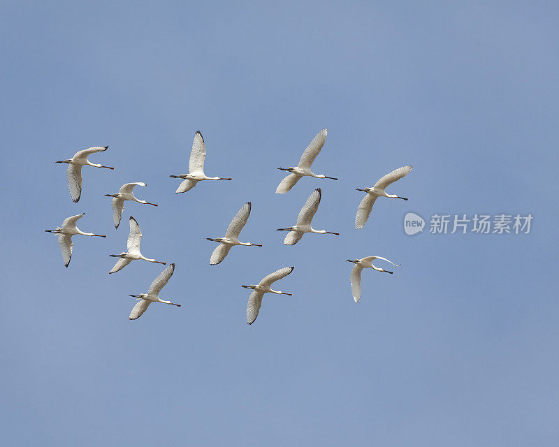 欧亚琵鹭(Platalea leucorodia):晴朗、蔚蓝的天空